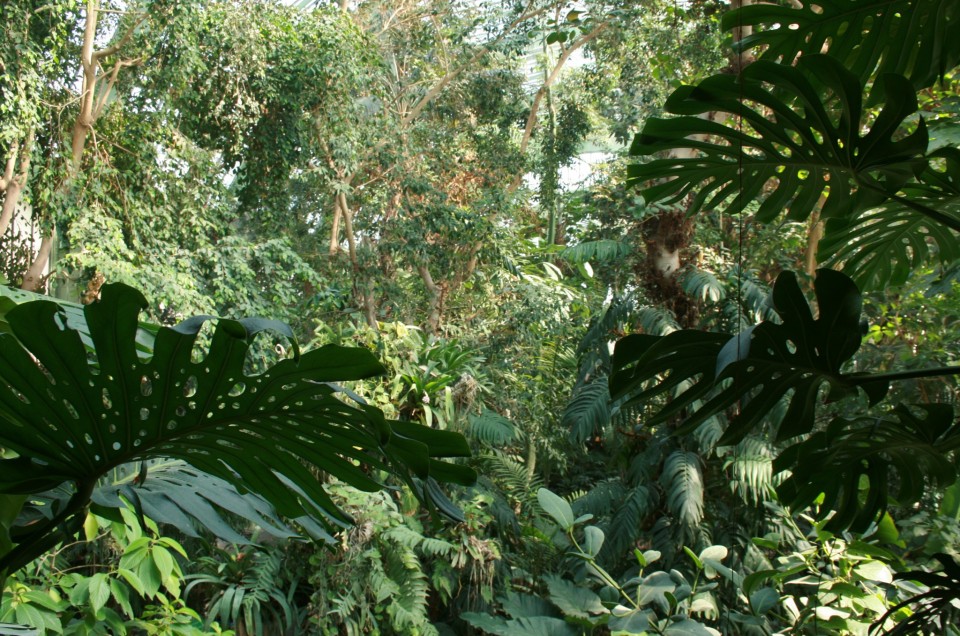 Jardin des Plantes