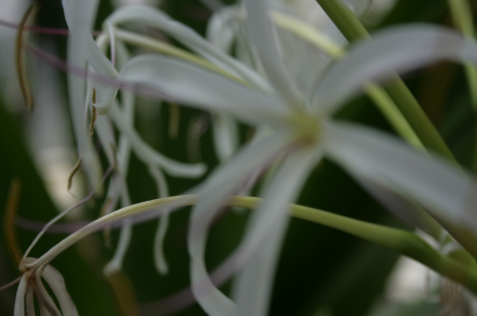 Botanische tuin Pisa